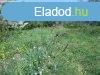 Elad 0ptsi telek, Budars