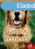Hzi kedvenceink 2. - Golden retriever