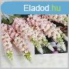 7 darab elegns mestersges gernium s jcint ? pink DB1252