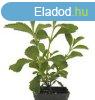 STEVIA (Stevia Rebaudiana G) - JZMINPAKCA CSEREPES NVNY 