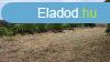 Elad 1081 nm-es ptsi telek Budapest XXIII. kerlet