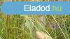 Elad 1046 nm-es Egyb Dabas