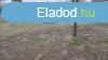Elad 551 nm-es Egyb Pilis