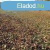 Elad 1817 nm-es Egyb Hernd