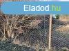 Elad telek Nyregyhza, 	Tglavet utca