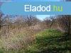 Elad fldterlet Srfimizd, 	Szlhegyi t
