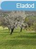 Elad telek Balatonederics, 	reghegy dl