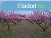 Elad 80 nm-es Feljtand Tanya Bordny