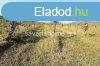 2 hektros szlterlet elad - Mindszentklla