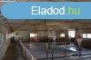 Elad 3400 nm-es Egyb mezgazdasgi ingatlan Kisjszlls