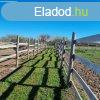 Elad Klterleti telek Meztr