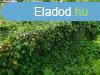 Belterleti telek elad! - Kard