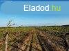 Elad panorms szlterlet Znkn! - Znka