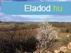 Tihanyi-flsziget -Dis rszn ELAD terlet