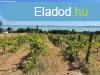 Elad Balatatonszepezden egy rkpanorms klterleti telek