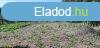 Cibakhzn elad egy 1062m2-es telekterlet! - Cibakhza