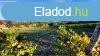 Elad telek Pcsely