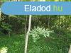 Elad klterleti bepthet telek Badacsonyrsn! - Badacso