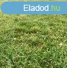 Elad ptsi telek - Velence, Bence-hegy