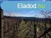 Elad panorms szlhegy Nagykapornakon ? Egy csodlatos bi