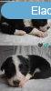 Border collie kiskutya