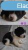 Border collie kiskutya