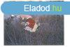 Elad 76 nm-es Csaldi hz Veszprm