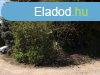 Elad 100 nm-es Feljtott Sorhz Balatonfred Tamsi ron u
