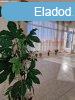 Elad 79 nm-es Csaldi hz Dabas