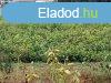 Elad 100 nm-es Egyb ll