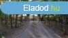 Elad 195 nm-es Feljtott Csaldi hz Dlegyhza