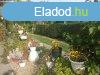 Elad 140m2-es Csaldi hz, Dormnd