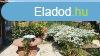 ELAD Tiszafldvron tbbgenercis, 2 csaldi hz s 1 lakr