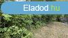 Elad legel Balatongyrkn.