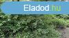 Elad legel Balatongyrkn.
