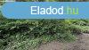 Elad legel Balatongyrkn.