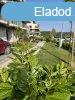 Elad laks Biatorbgy, 	Nimrd utca