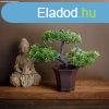 Mnvny dekorci - bonsai fa - 25 x 9 cm