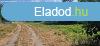 Elad telek Ceglden a Gygy- s Szabadidkzpont kzelben!
