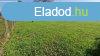Elad 75 nm-es Feljtand Csaldi hz Sifok Sndor utca  