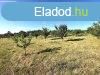 Elad telek, rhidn. - rhida