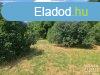 Elad ptsi telek Hdmezvsrhely   