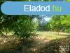 Elad ptsi telek Hdmezvsrhely   