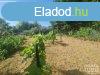 Elad ptsi telek Hdmezvsrhely   