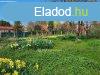 Elad Hz, Sifok