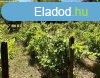 Elad ptsi telek Miskolcon, az Alms utcban ? egyedlll