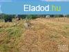 Elad ptsi telek Hdmezvsrhely   