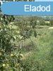 Elad csaldi hz Zalaapti, 	Kzpontban