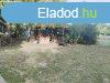 Martonvsr frekventlt utcjban ELAD 6 szobs csaldi hz
