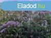 Elad 43 nm-es dl, nyaral Rckeve